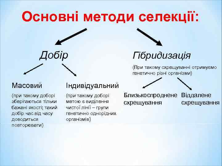 Основні методи селекції: Добір Гібридизація (При такому схрещуванні отримуємо генетично різні організми) Масовий Індивідуальний