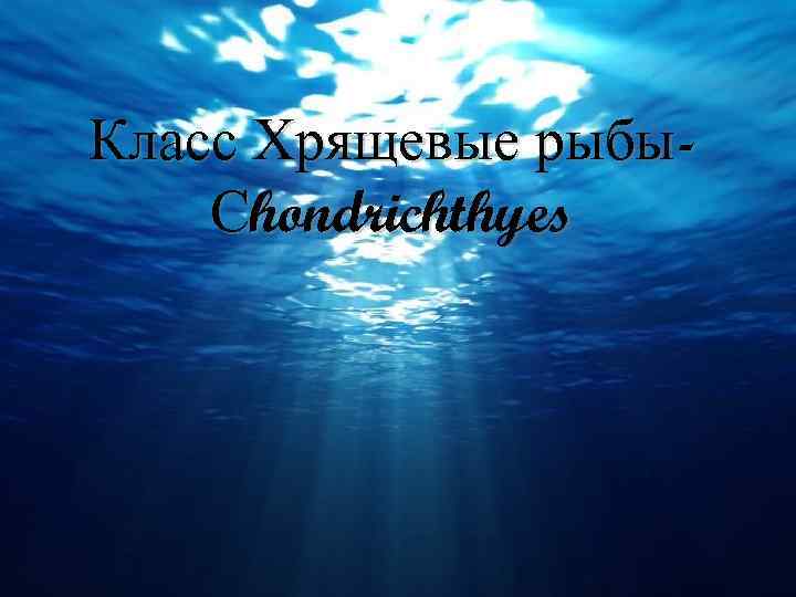 Класс Хрящевые рыбы. Сhondrichthyes 