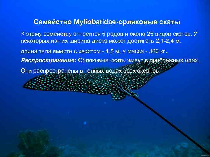  Семейство Myliobatidae-орляковые скаты К этому семейству относится 5 родов и около 25 видов