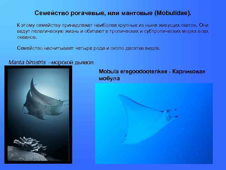 Семейство рогачевые, или мантовые (Mobulidae). К этому семейству принадлежат наиболее крупные из ныне живущих