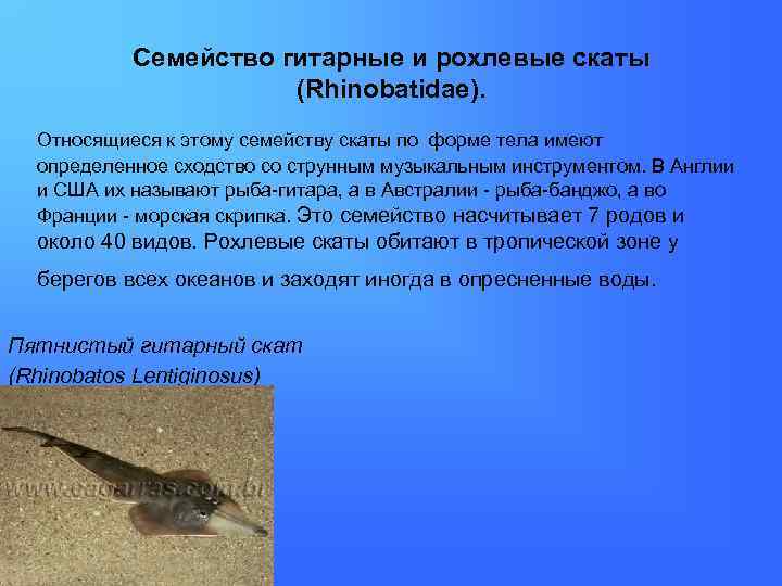 Семейство гитарные и рохлевые скаты (Rhinobatidae). Относящиеся к этому семейству скаты по форме тела