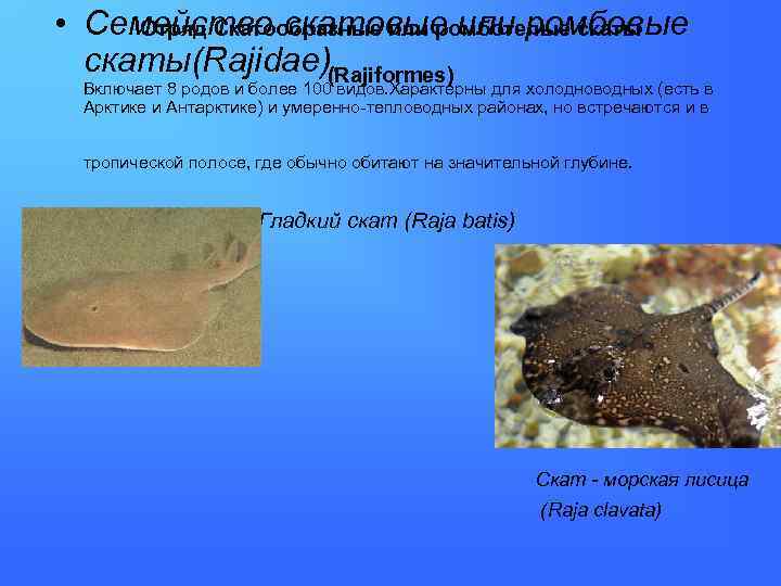  • Семейство скатовые или ромбовые Отряд Скатообразные или ромботелые скаты(Rajidae). (Rajiformes) Включает 8