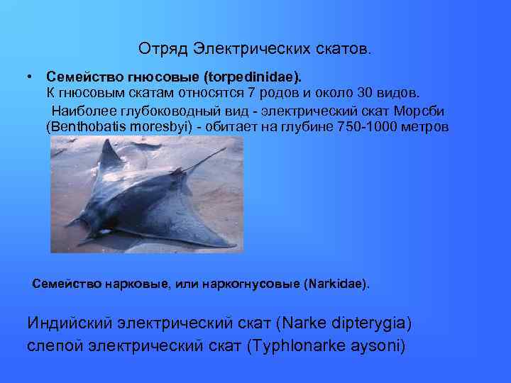 Отряд Электрических скатов. • Семейство гнюсовые (torpedinidae). К гнюсовым скатам относятся 7 родов и