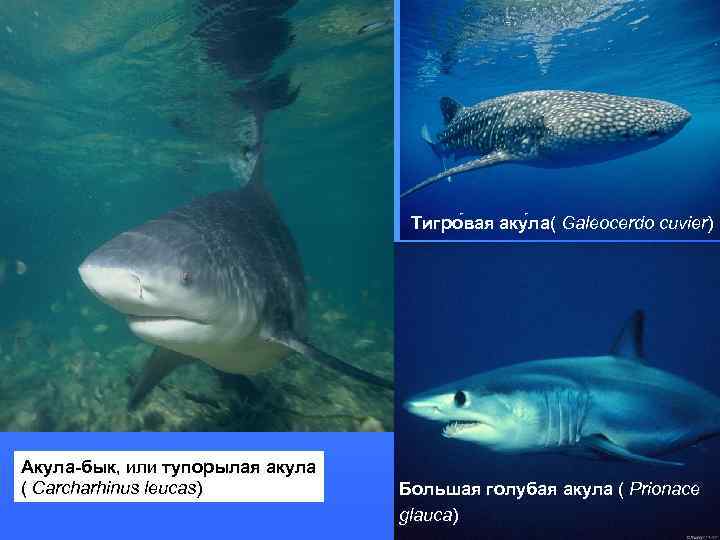  • • Тигро вая аку ла( Galeocerdo cuvier) Акула-бык, или тупорылая акула (
