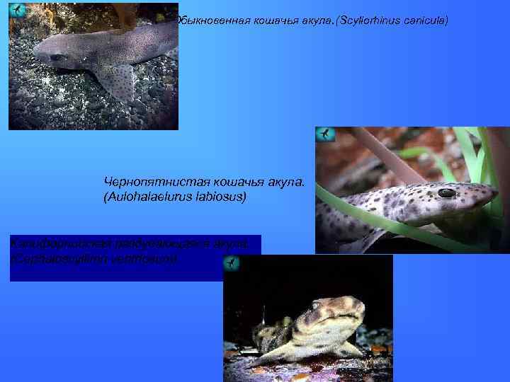  Обыкновенная кошачья акула. (Scyliorhinus canicula) • Чернопятнистая кошачья акула. (Aulohalaelurus labiosus) Калифорнийская раздувающаяся