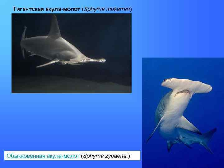 Гигантская акула-молот (Sphyrna mokarran) Обыкновенная акула-молот (Sphyrna zygaena ) 