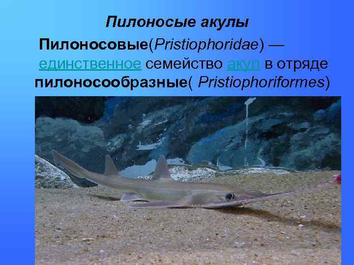 Пилоносые акулы Пилоносовые(Pristiophoridae) — единственное семейство акул в отряде пилоносообразные( Pristiophoriformes) 