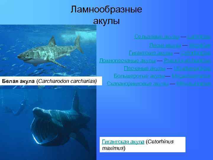 Ламнообразные акулы Сельдевые акулы — Lamnidae Лисьи акулы — Alopiidae Гигантские акулы — Cetorhinidae