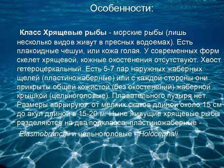 Особенности: Класс Хрящевые рыбы - морские рыбы (лишь несколько видов живут в пресных водоемах).