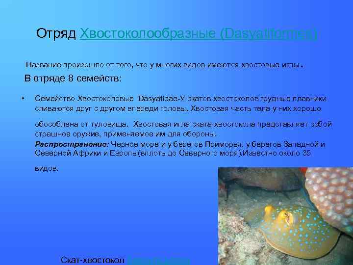 Отряд Хвостоколообразные (Dasyatiformes) Название произошло от того, что у многих видов имеются хвостовые иглы.