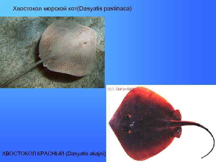 Хвостокол морской кот(Dasyatis pastinaca) ХВОСТОКОЛ КРАСНЫЙ (Dasyatis akajei) 