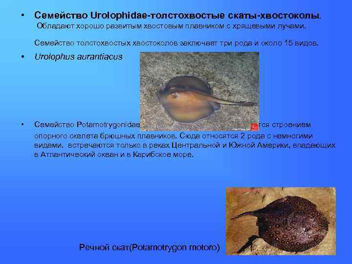  • Семейство Urolophidae-толстохвостые скаты-хвостоколы. Обладают хорошо развитым хвостовым плавником с хрящевыми лучами. Семейство