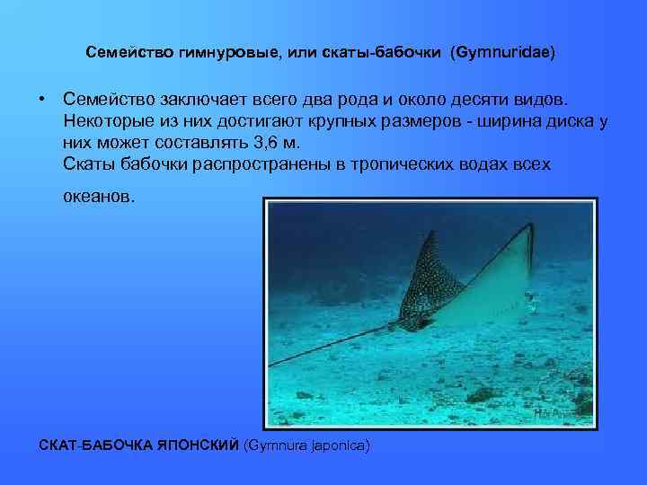 Семейство гимнуровые, или скаты-бабочки (Gymnuridae) • Семейство заключает всего два рода и около десяти