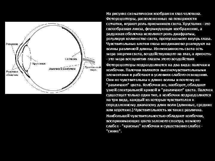 На рисунке схематически изображен глаз человека. Фоторецепторы, расположенные на поверхности сетчатки, играют роль приемников