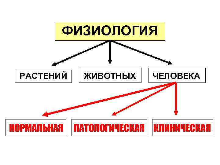ФИЗИОЛОГИЯ РАСТЕНИЙ НОРМАЛЬНАЯ ЖИВОТНЫХ ЧЕЛОВЕКА ПАТОЛОГИЧЕСКАЯ КЛИНИЧЕСКАЯ 