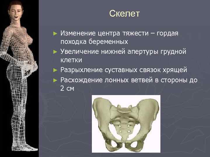 Скелет Изменение центра тяжести – гордая походка беременных ► Увеличение нижней апертуры грудной клетки
