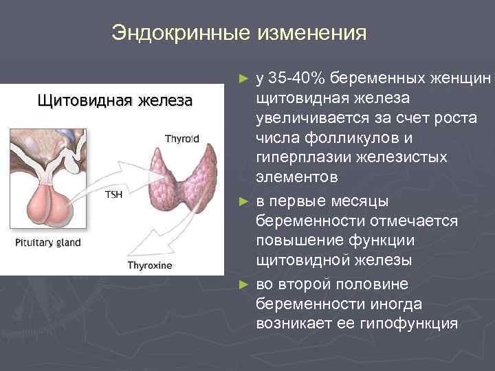 Эндокринные изменения у 35 -40% беременных женщин щитовидная железа увеличивается за счет роста числа