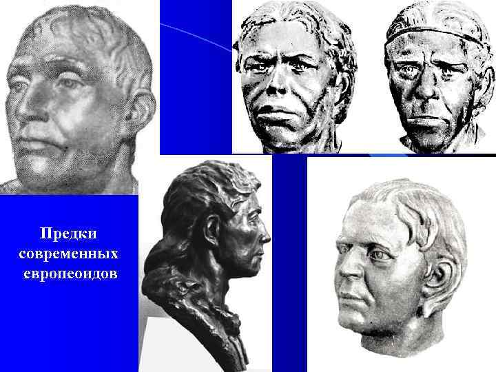 Предки современных европеоидов 