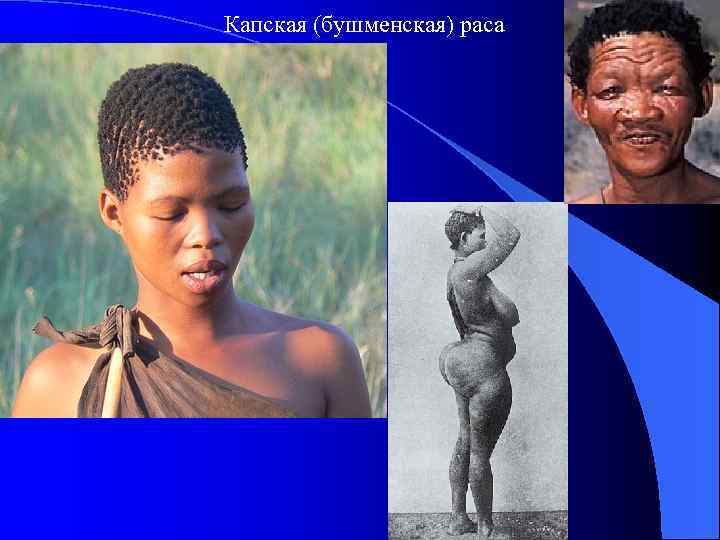 Капская (бушменская) раса 