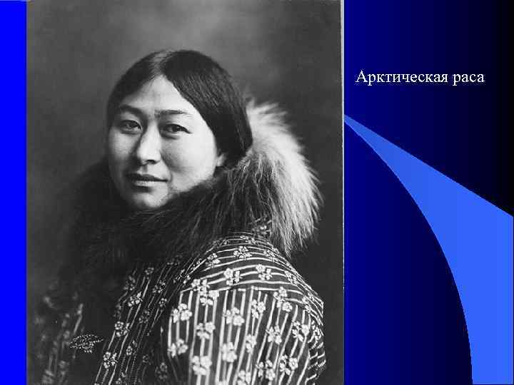 Арктическая раса 