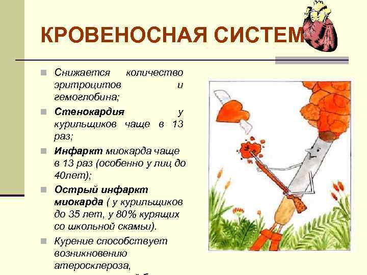 КРОВЕНОСНАЯ СИСТЕМА n Снижается n n количество эритроцитов и гемоглобина; Стенокардия у курильщиков чаще