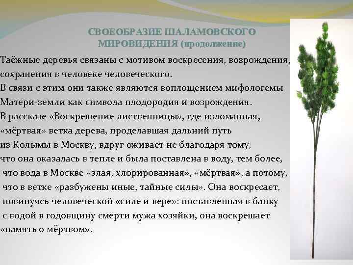 СВОЕОБРАЗИЕ ШАЛАМОВСКОГО МИРОВИДЕНИЯ (продолжение) Таёжные деревья связаны с мотивом воскресения, возрождения, сохранения в человеке
