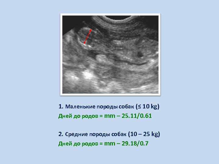 1. Маленькие породы собак (≤ 10 kg) Дней до родов = mm – 25.