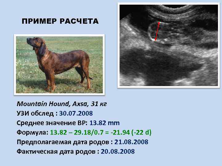 ПРИМЕР РАСЧЕТА Mountain Hound, Axsa, 31 кг УЗИ обслед : 30. 07. 2008 Среднее