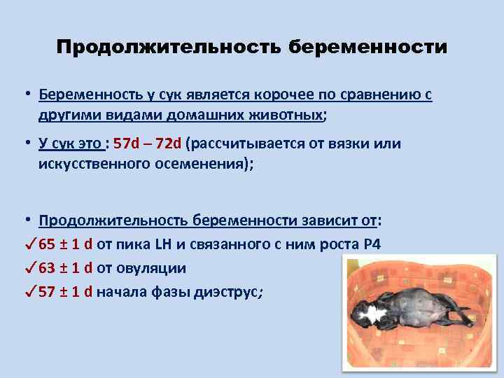 Продолжительность беременности • Беременность у сук является корочее по сравнению с другими видами домашних