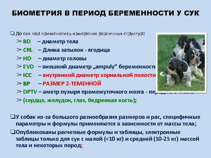 БИОМЕТРИЯ В ПЕРИОД БЕРЕМЕННОСТИ У СУК ❑ До сих пор применялись измерения различных структур: