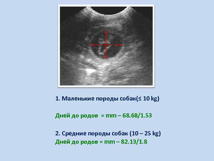 1. Маленькие породы собак(≤ 10 kg) Дней до родов = mm – 68. 68/1.