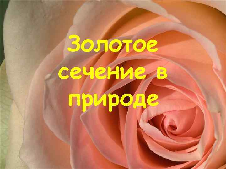 Золотое сечение в природе 