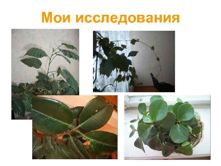 Мои исследования 