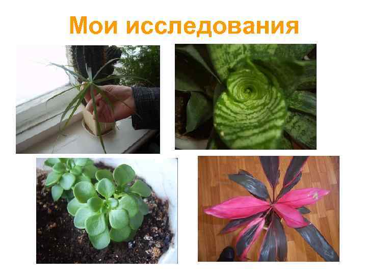 Мои исследования 