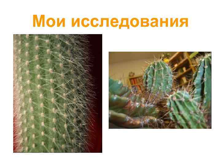 Мои исследования 