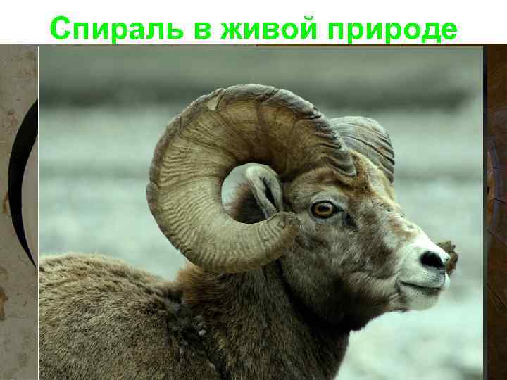 Спираль в живой природе 