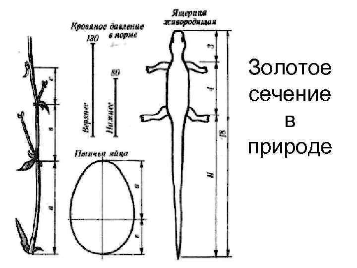 Золотое сечение и симметрия в природе проект