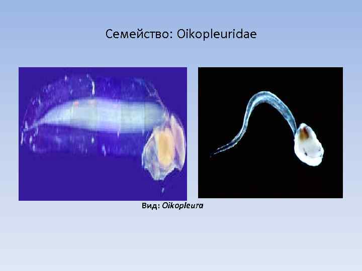 Семейство: Oikopleuridae Вид: Oikopleura 