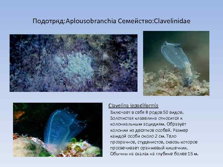 Подотряд: Aplousobranchia Семейство: Clavelinidae Clavelina lepadiformis Включает в себя 8 родов 50 видов. Золотистая