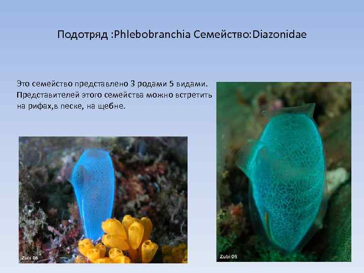 Подотряд : Phlebobranchia Семейство: Diazonidae Это семейство представлено 3 родами 5 видами. Представителей этого