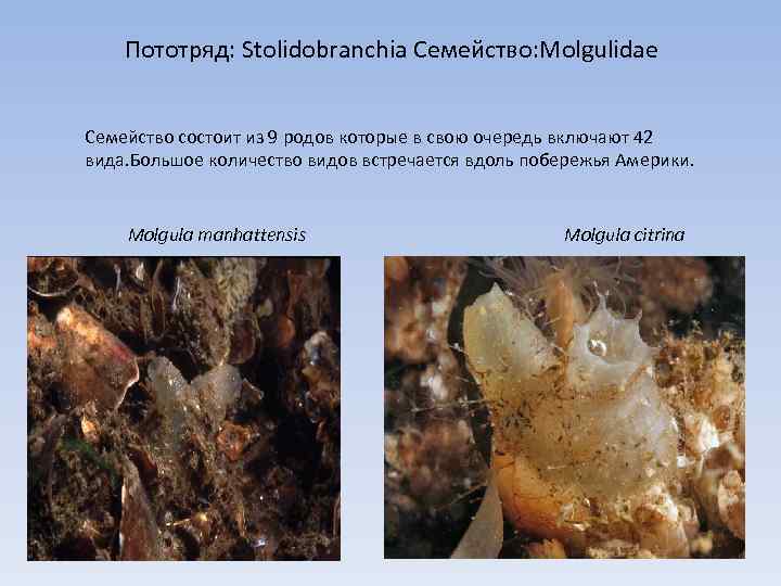 Пототряд: Stolidobranchia Семейство: Molgulidae Семейство состоит из 9 родов которые в свою очередь включают