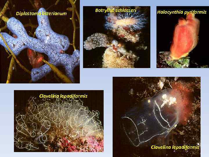 Diplostoma listerianum Botryllus schlosseri Halocynthia pyriformis Clavelina lepadiformis 