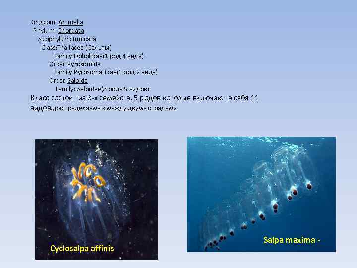 Kingdom : Animalia Phylum : Chordata Subphylum: Tunicata Class: Thaliacea (Сальпы) Family: Doliolidae(1 род