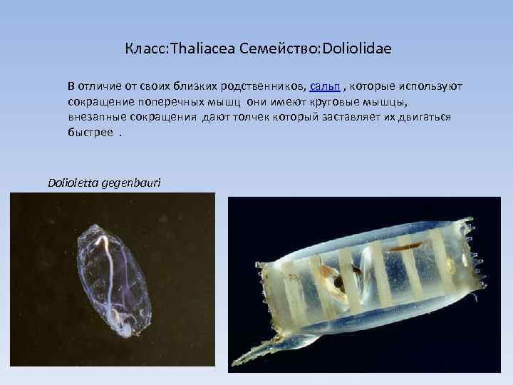  Класс: Thaliacea Семейство: Doliolidae В отличие от своих близких родственников, сальп , которые