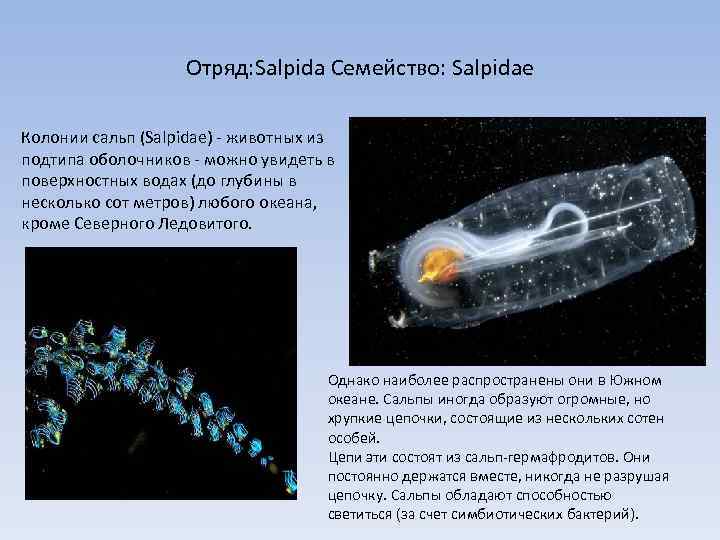 Отряд: Salpida Семейство: Salpidae Колонии сальп (Salpidae) - животных из подтипа оболочников - можно