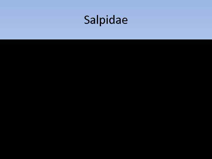 Salpidae 