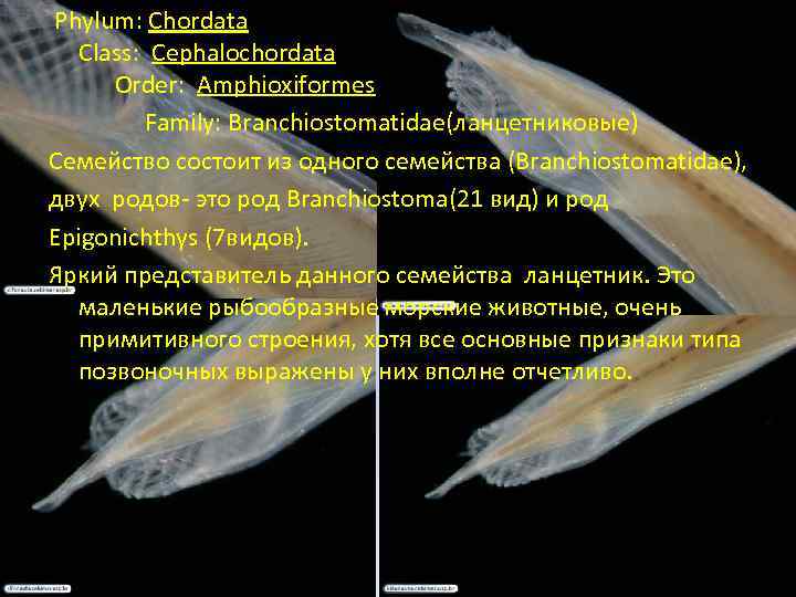  Phylum: Chordata Class: Cephalochordata Order: Amphioxiformes Family: Branchiostomatidae(ланцетниковые) Семейство состоит из одного семейства