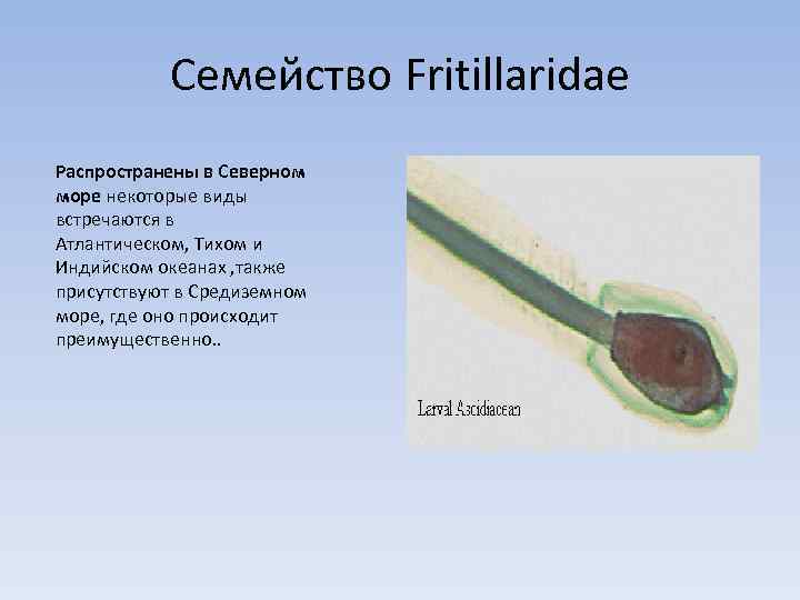 Семейство Fritillaridae Распространены в Северном море некоторые виды встречаются в Атлантическом, Тихом и Индийском