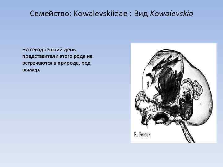 Семейство: Kowalevskiidae : Вид Kowalevskia На сегоднешний день представители этого рода не встречаются в