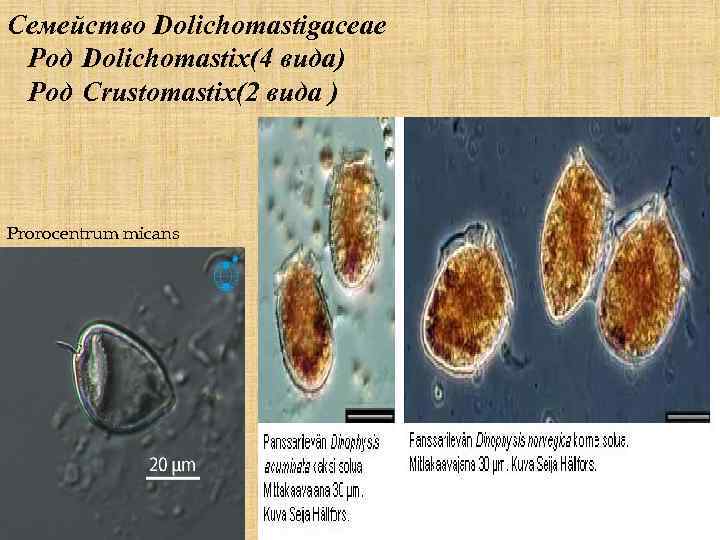 Семейство Dolichomastigaceae Род Dolichomastix(4 вида) Род Crustomastix(2 вида ) Prorocentrum micans 